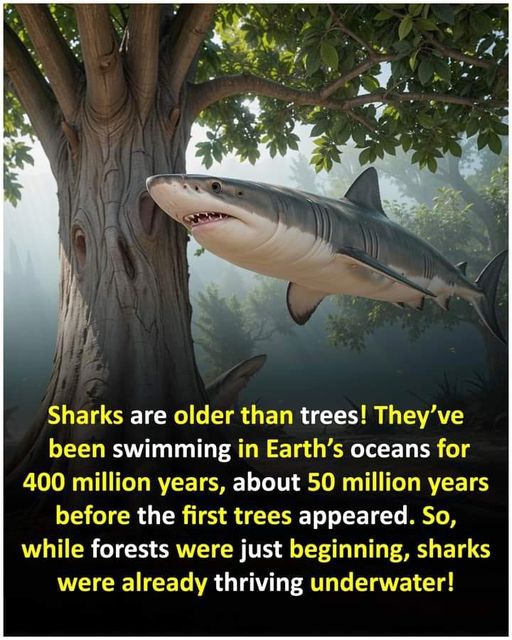 sharks-older-than-tree-sip – despardes.com | Home & Abroad